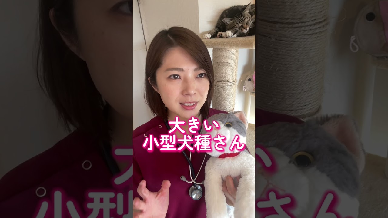 【◯◯すぎる?!】ノルウェージャンフォレストキャットさんってどんな猫？【獣医師】#shorts #ねこのいる生活 #ねこ