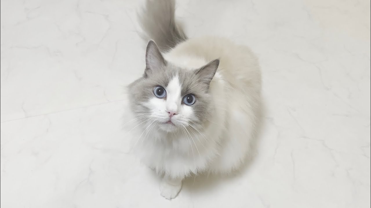 甘えている最中にいきなり激怒してくるラグドール猫が怖すぎたw