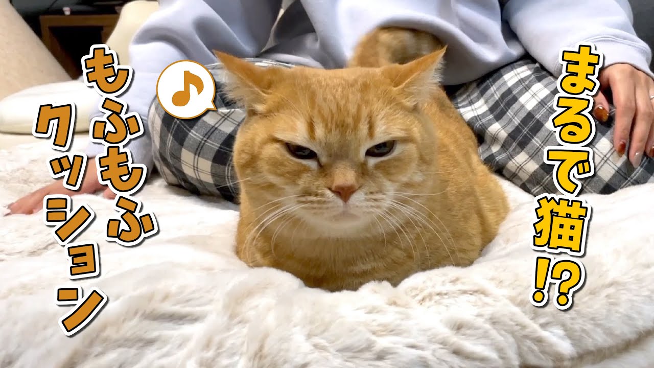 SNSで話題の「まるで猫クッション」を買ったら秒でこうなりました！