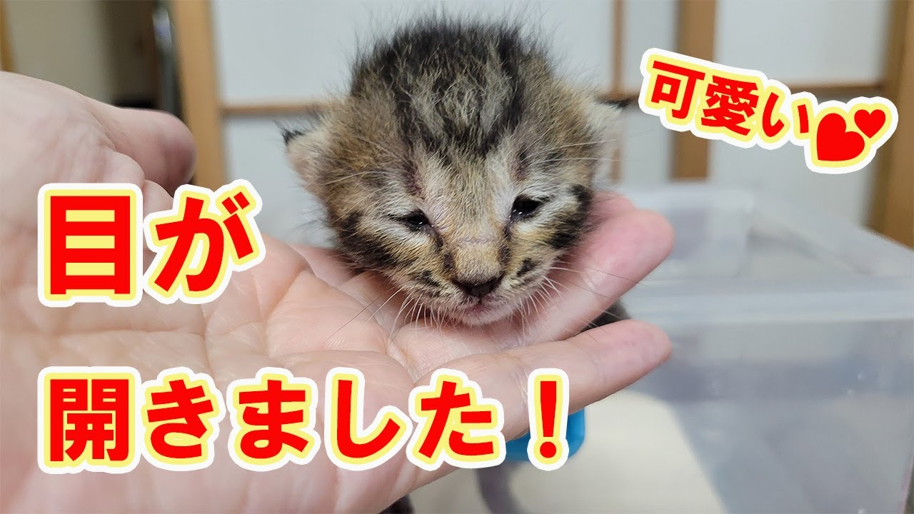 【保護猫】レスキューした子猫⑪目が開いた⁉確認お願いします！