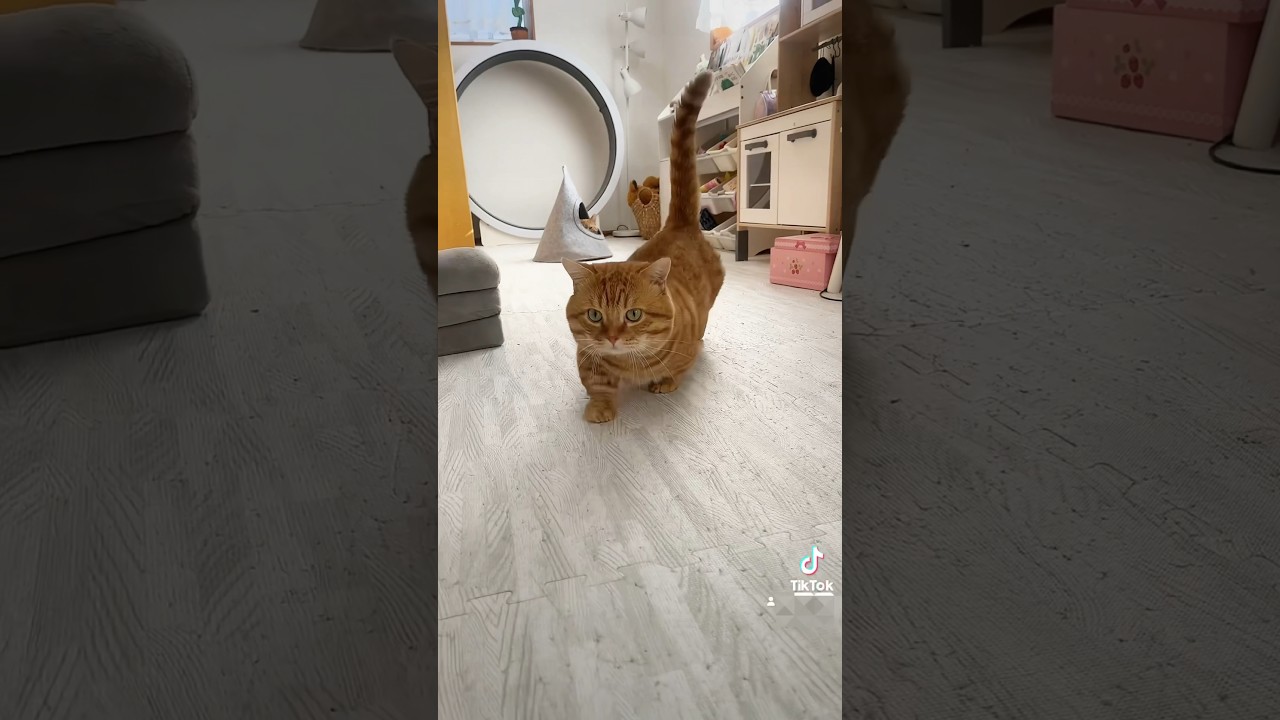知ってる？マンチカンの歩く姿はとてつもなくかわいいんだよ！ #猫 #マンチカン #shorts