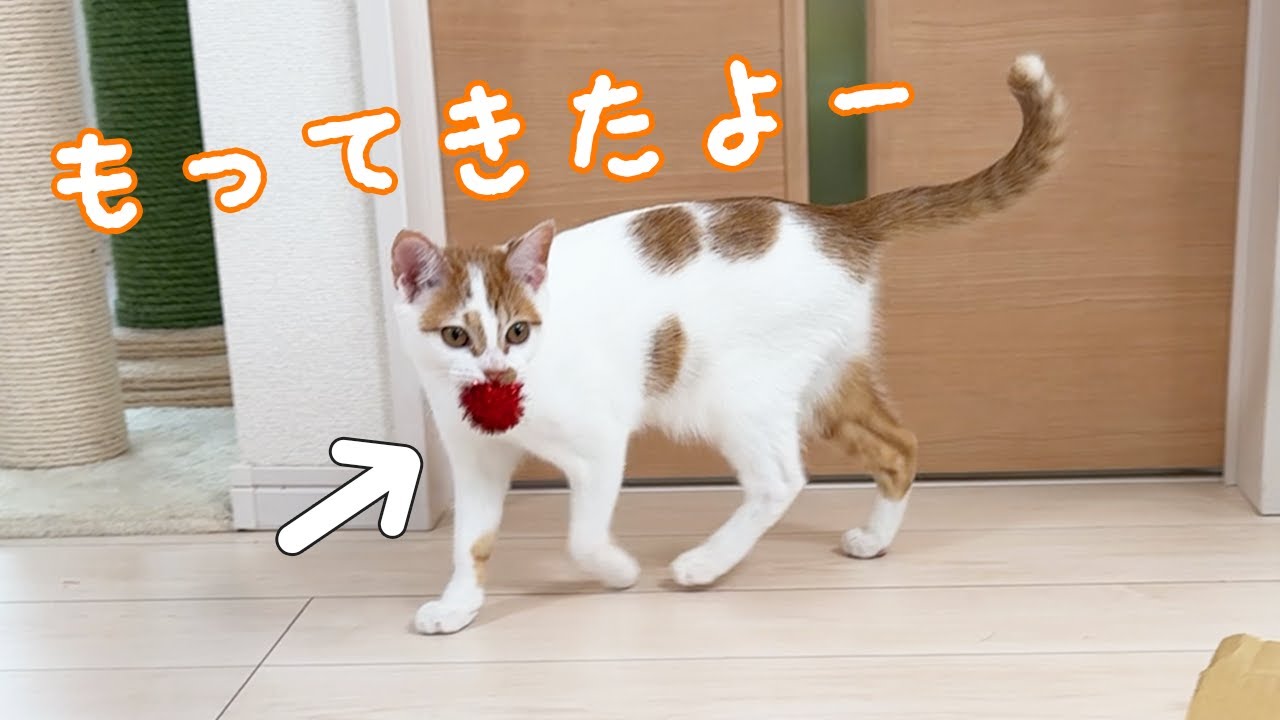 お気に入りのボールを持って歩くようになった子猫