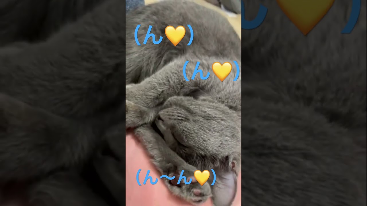この声聞いて❣️寝言可愛すぎる〜💛（ロシアンブルー）#shorts