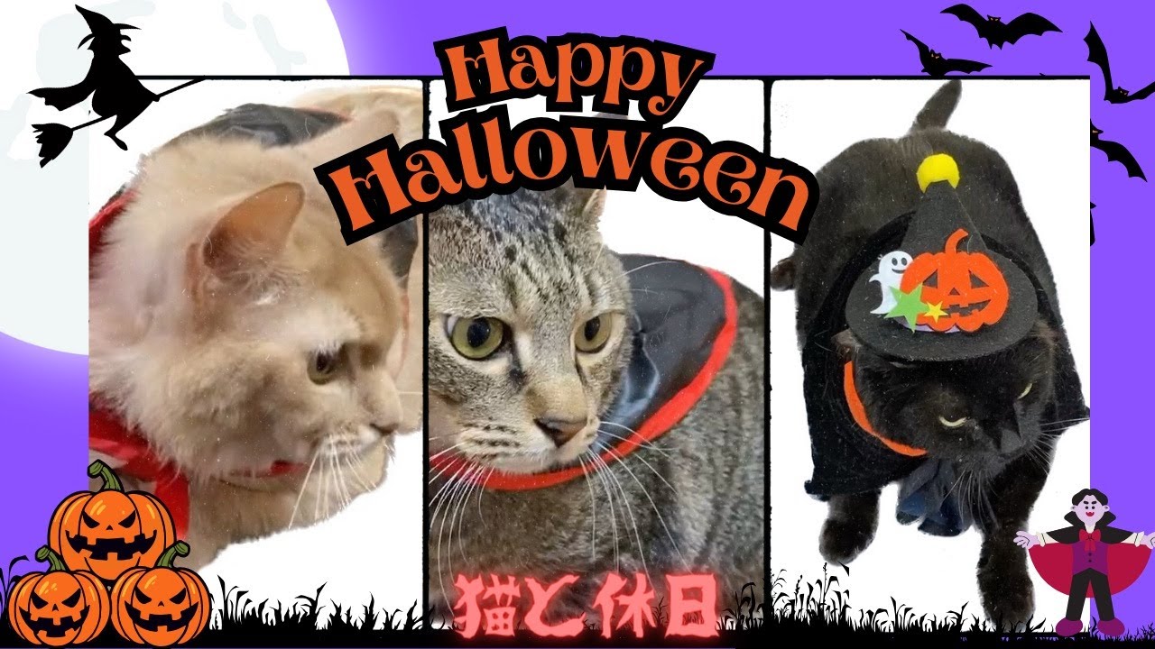 ハロウィン🎃#黒猫#ソマリ#キジトラ#コスプレ