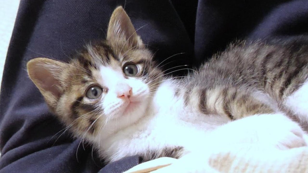 子猫に次々にかわいいポーズ攻撃をされたおじさんはＫＯしました【赤ちゃん猫　保護猫】