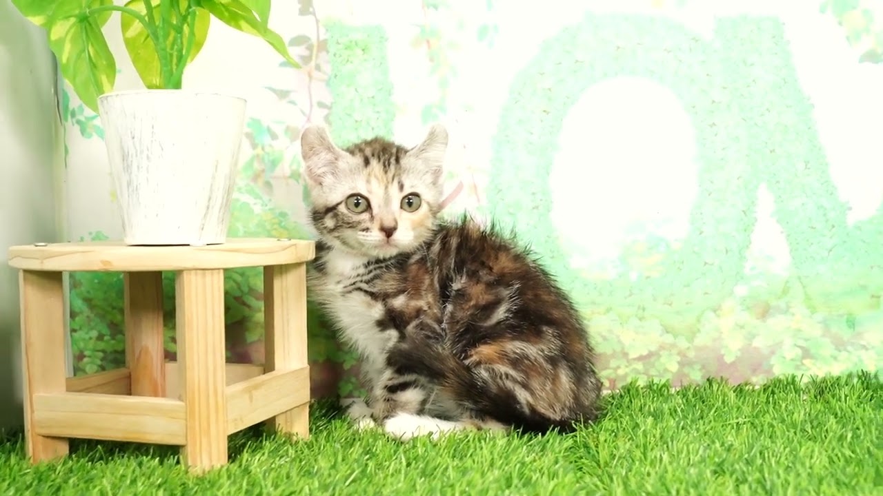 Coo&RIKU　No657207　アメリカンカール