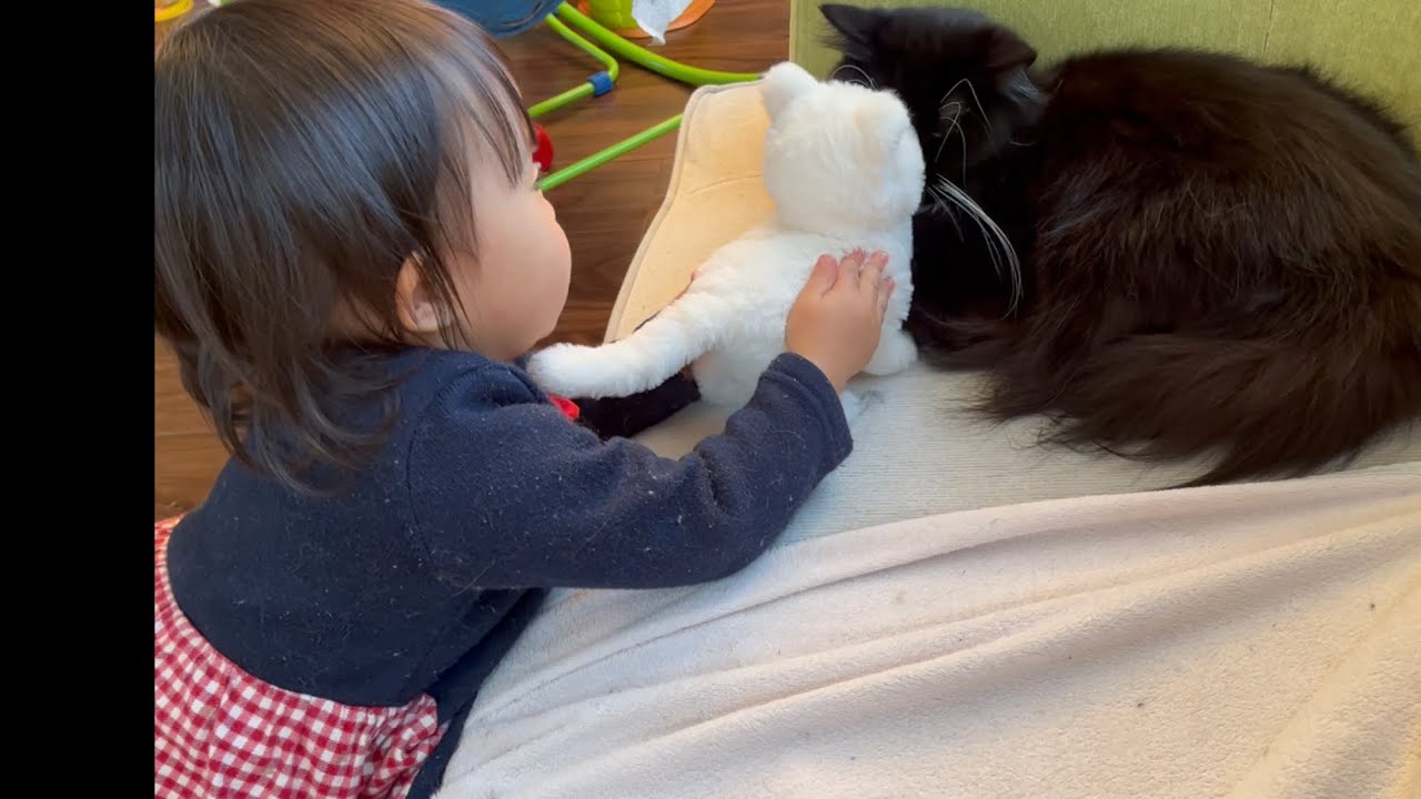 二歳児が操るぬいぐるみ猫とケンカさせられる猫　ラガマフィン　A cat forced to confront a stuffed animal controlled by a child