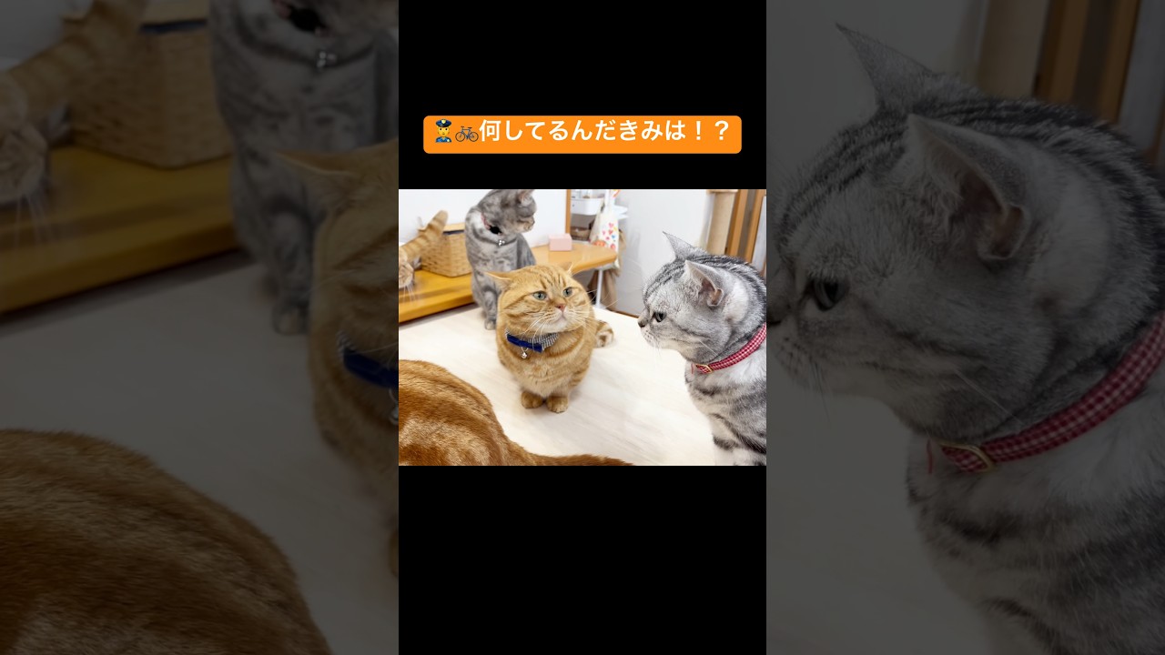 茶々巡査 #猫 #マンチカン #shorts