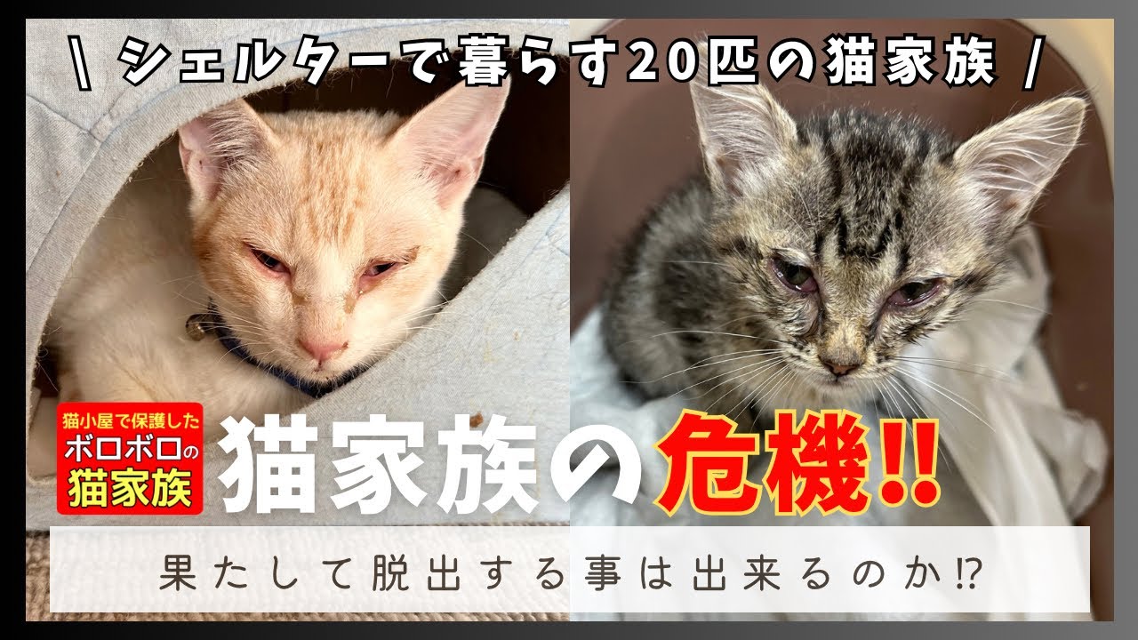 猫小屋で保護したボロボロの猫家族　猫家族の命の危機‼︎変わり果てた姿の子猫達