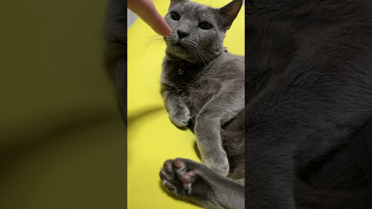 20231125 #shorts #cat #猫 #ロシアンブルー