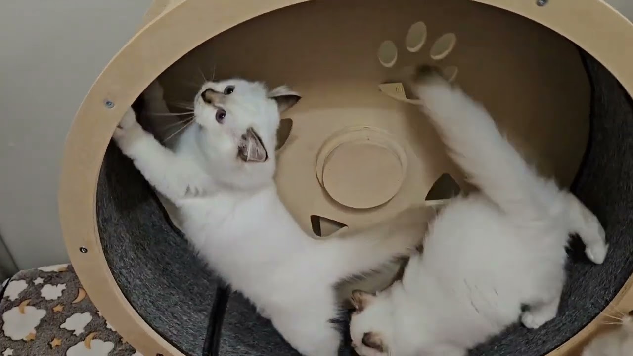 バーマン子猫達パワフルにゃん