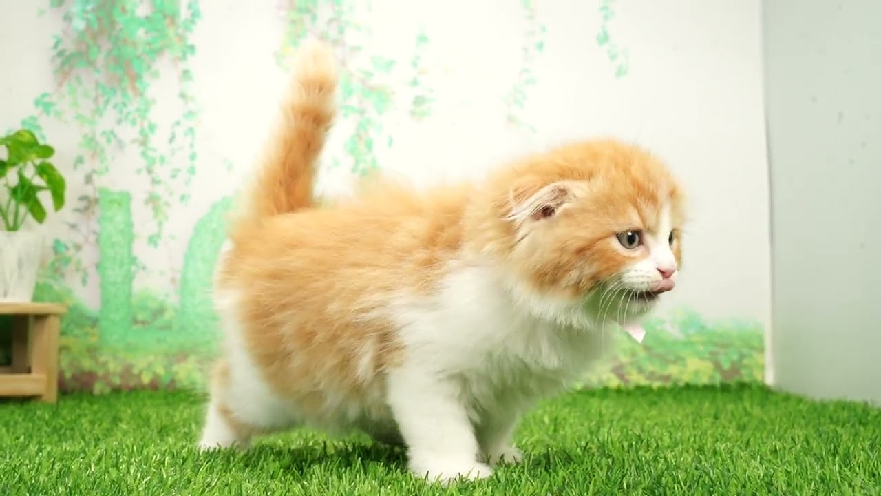 Coo&RIKU　No657008　スコティッシュフォールド