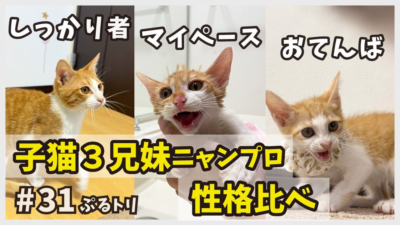【子猫の性格 ３兄妹】真ん中は要領良し？ニャンプロを通して３兄妹子猫の性格を考えてみる…。【天才＆天然にゃん・ぷるトリ31】/ brown and white kitten