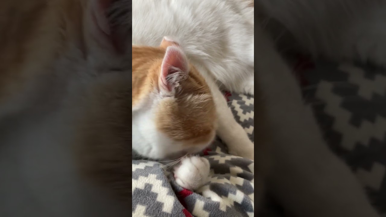 めちゃくちゃ手が旨そう(笑) #shorts  #猫 #アメリカンカール #cat