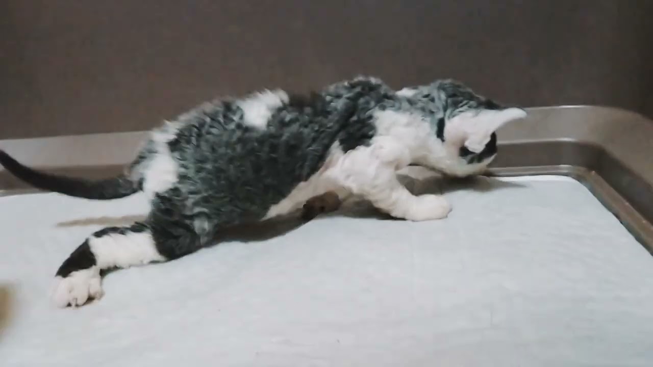 デボンレックス　仮名 グレイ