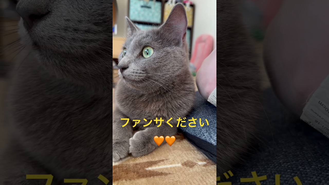 ファンサって何？？な猫（ロシアンブルー）#shorts