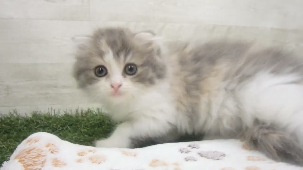 Coo&RIKU　No00654473 スコティッシュフォールド