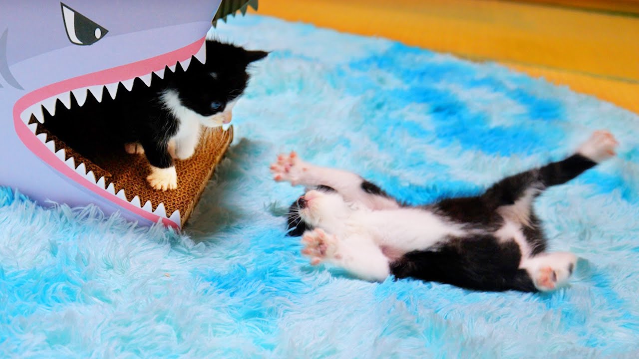 すぐにすってんころりんしちゃう黒鼻ちゃん♪【道路のずぶ濡れ子猫保護3日目】