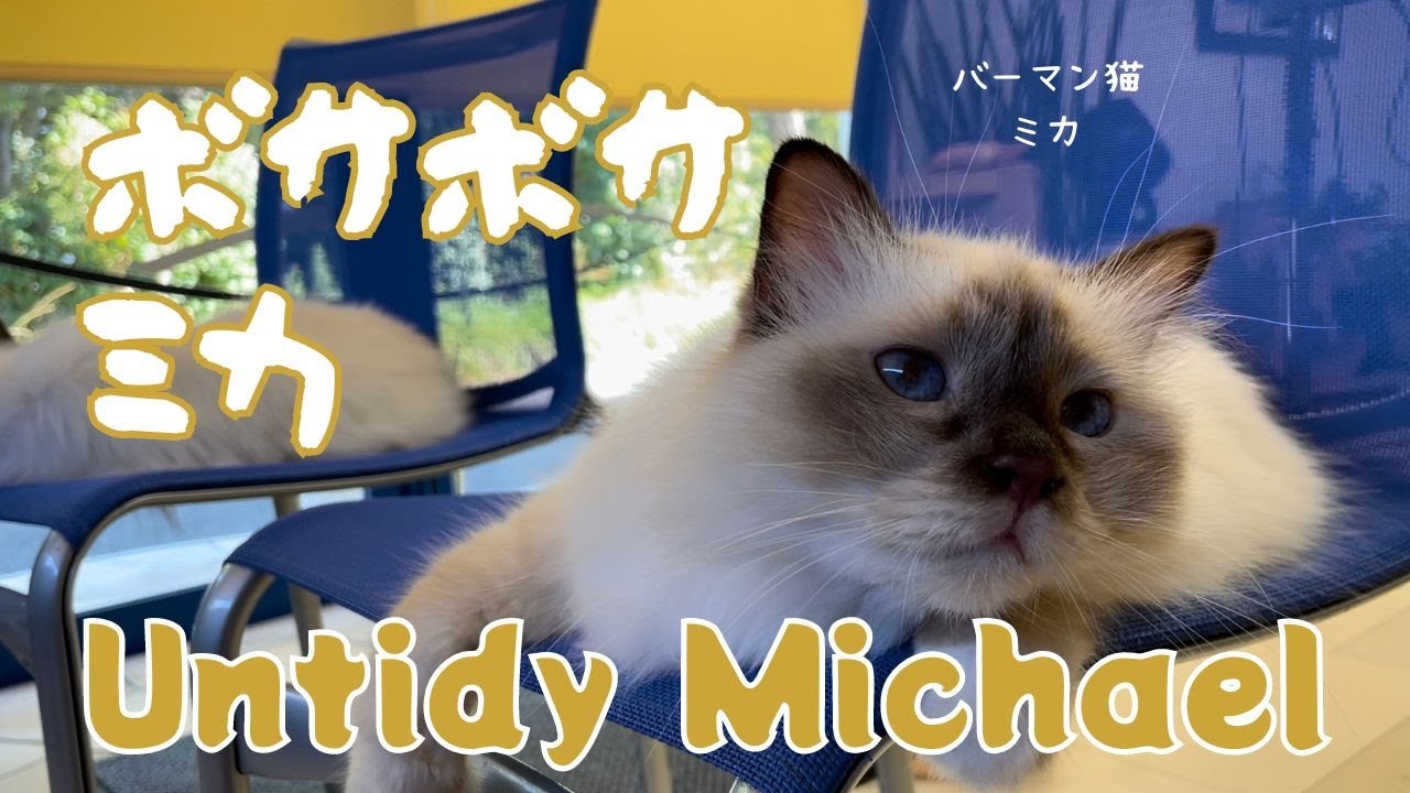 バーマン猫ミカ【ボサボサミカ】Untidy Michael（バーマン猫）Birman/Cat
