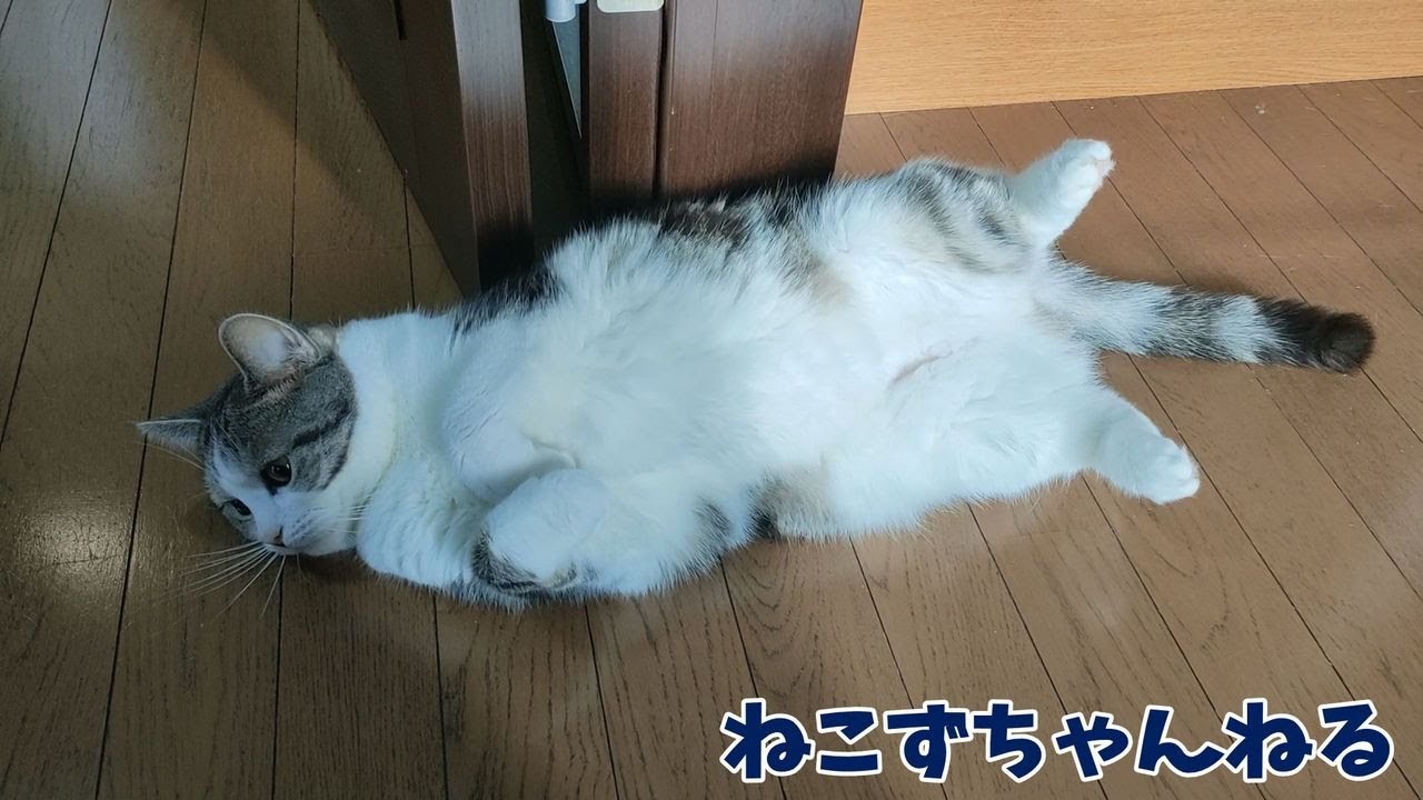 我が家の新しいドアストッパーです♪　スコティッシュフォールド「ふく」　ねこずちゃんねる681 #猫 #ねこ #cat #短足