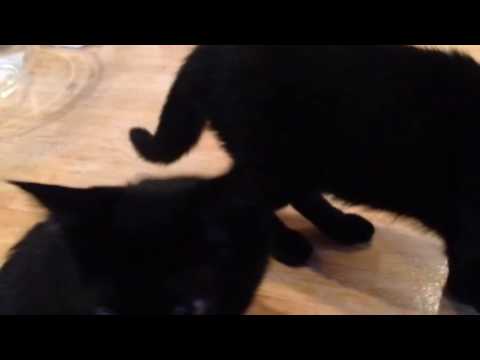 黒猫ボンベイ赤ちゃん。Black bombay cat（黒のボンベイ猫）