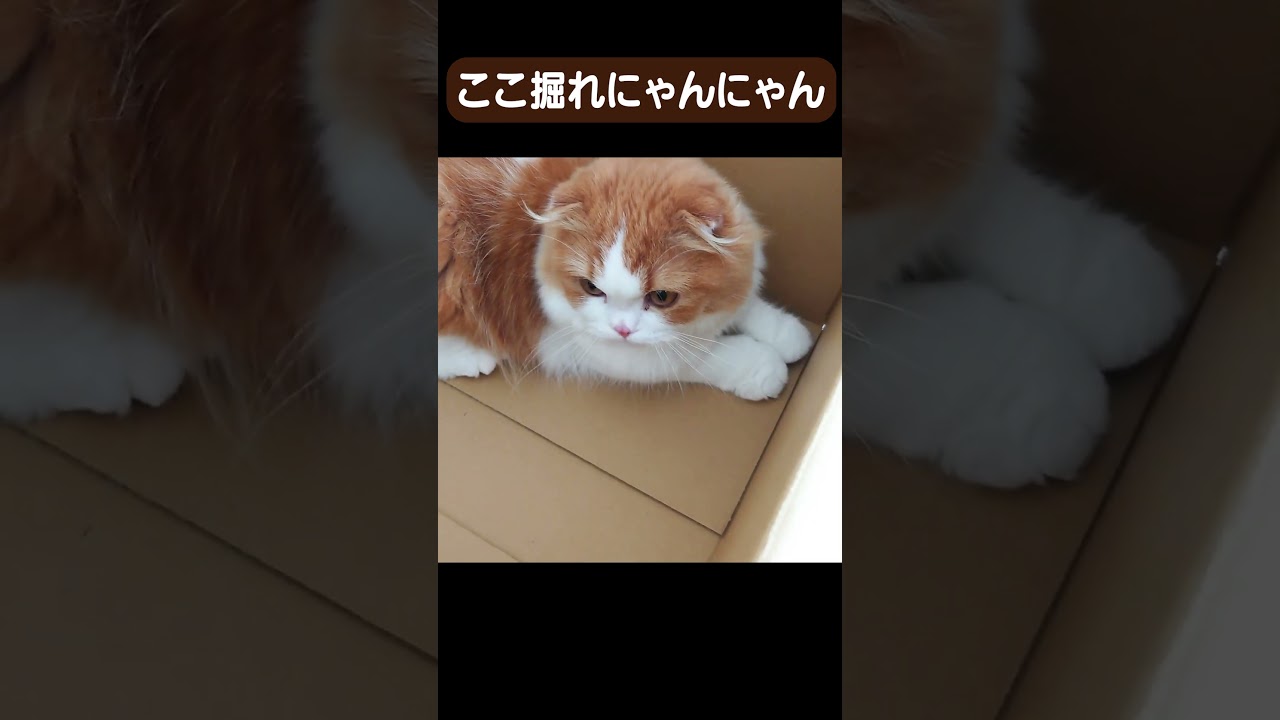 ここ掘れにゃんにゃん #shorts  #cat #子猫 #スコティッシュフォールド #ふわふわ猫