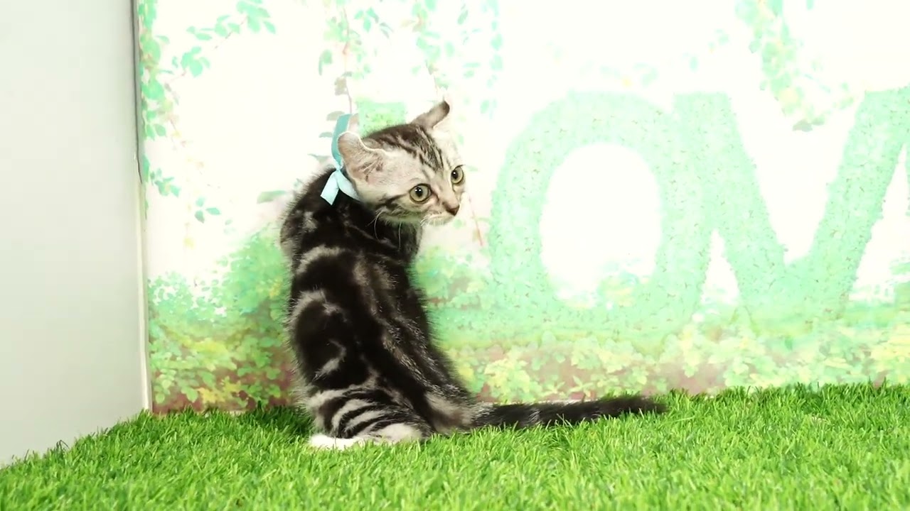 Coo&RIKU　No657205　アメリカンカール