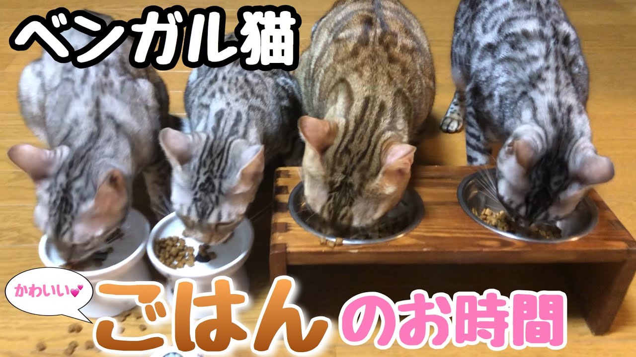 【ベンガル猫】ごはんの時間ですよ！猫たちのかわいい鳴き声も「生音」ASMR