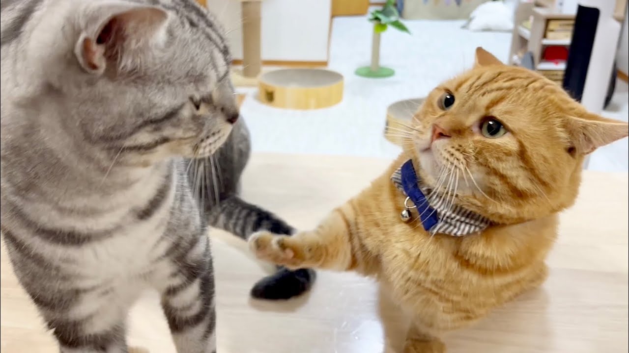 茶々パパにちょっかいを出されたクロくんの反応が... #猫 #マンチカン