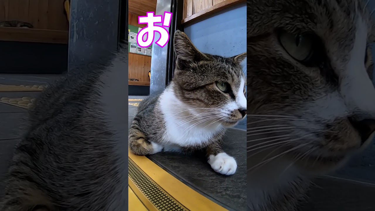 猫」「CAT & PEACE」#cat #ソマリ #ねこ動画 #猫動画 #猫好きさんと繋がりたい #野良猫