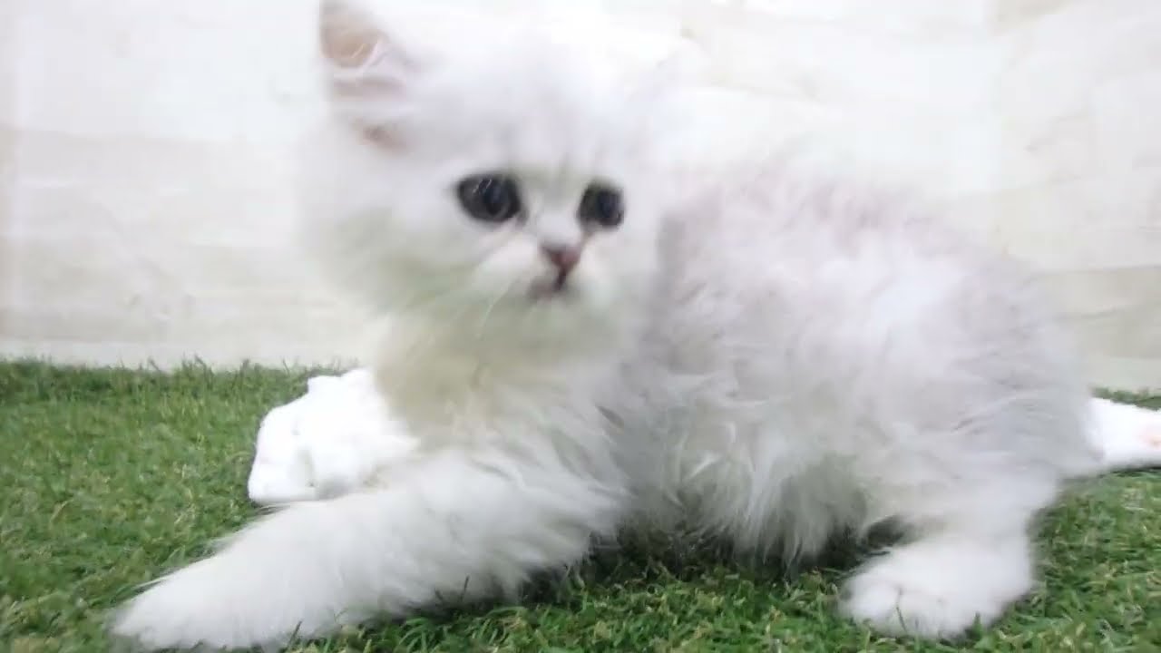ペットショップcoo&riku No.00655187 ペルシャ