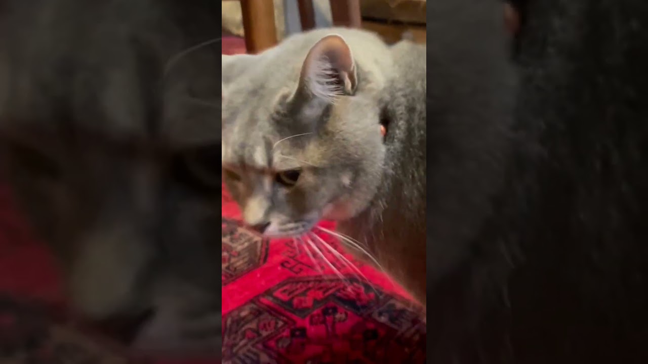 板戸と障子戸を閉められ..  ヒーターとチュールで誤魔化され..   おばあちゃんの態度にあっけに取られる猫…   #cat #保護猫 #風の猫 #さっちゃん