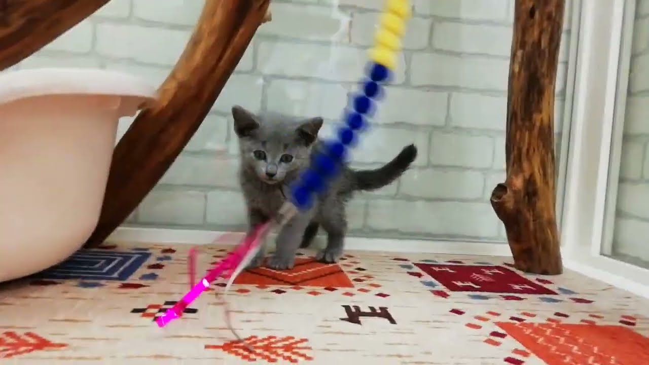 ロシアンブルー♂2023.8/29生まれ