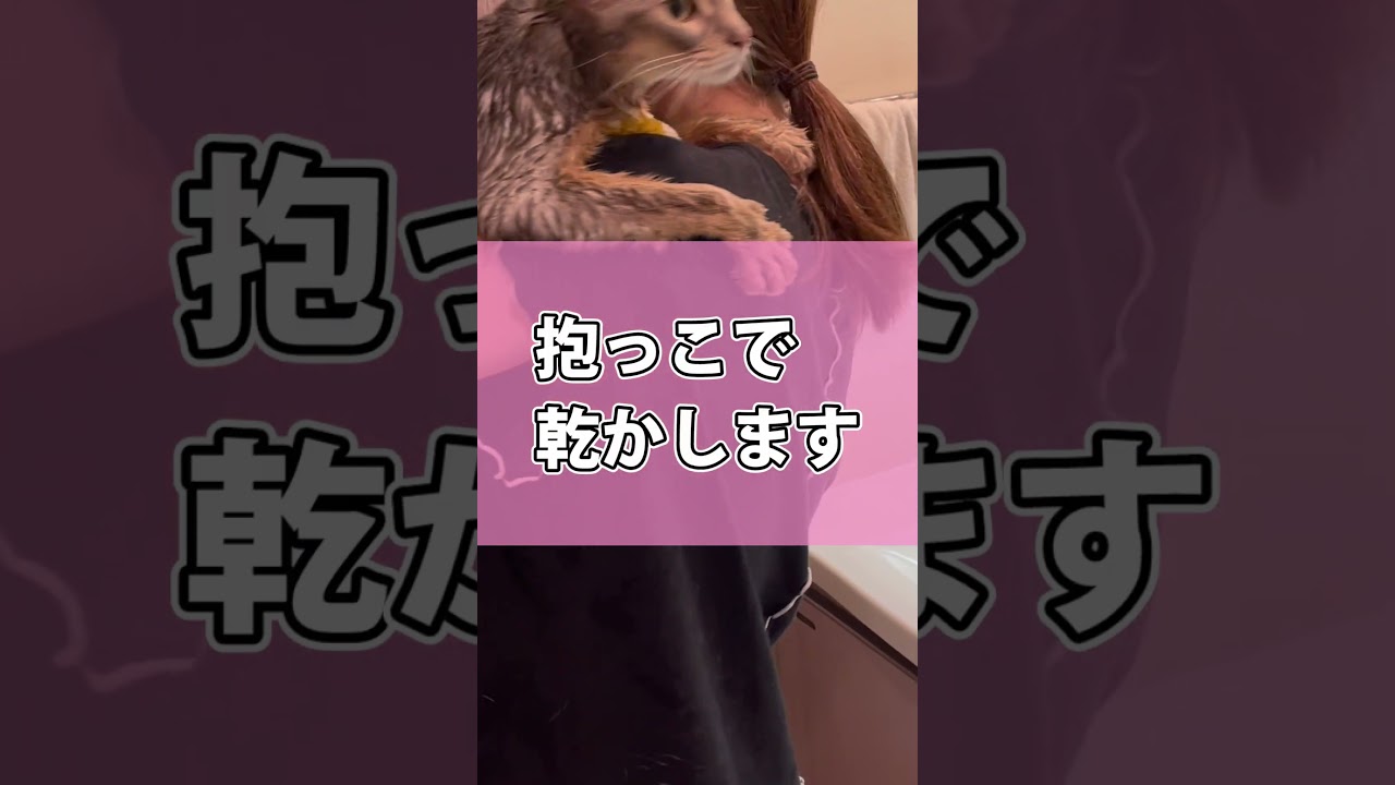 お風呂を頑張る猫さん #shorts #猫 #アビシニアン