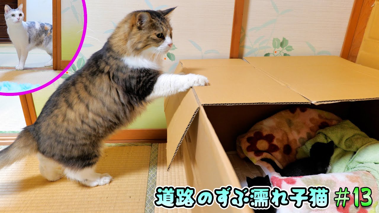 ネコ吉＆ボス吉が子猫部屋に🐈黒鼻ちゃんの脱走対策も【道路のずぶ濡れ子猫 #13】
