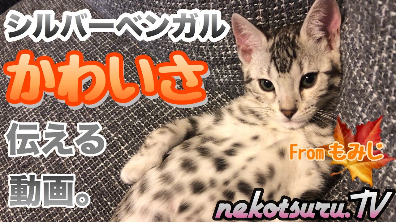 【シルバーベンガル猫】生後2ヵ月半の子猫とまったり遊んで癒された。もみじ♀【ねこつる】