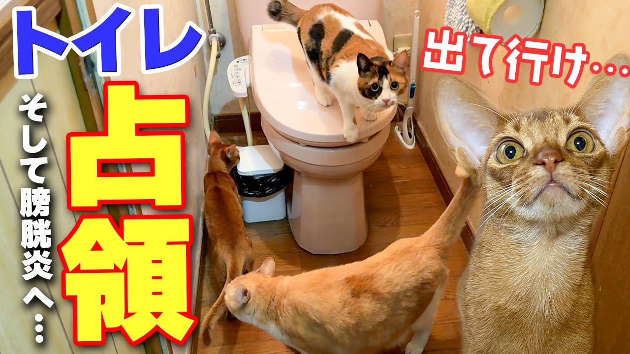 トイレに入ろうとした瞬間に大量の猫がなだれ込んで占拠されてしまいました…