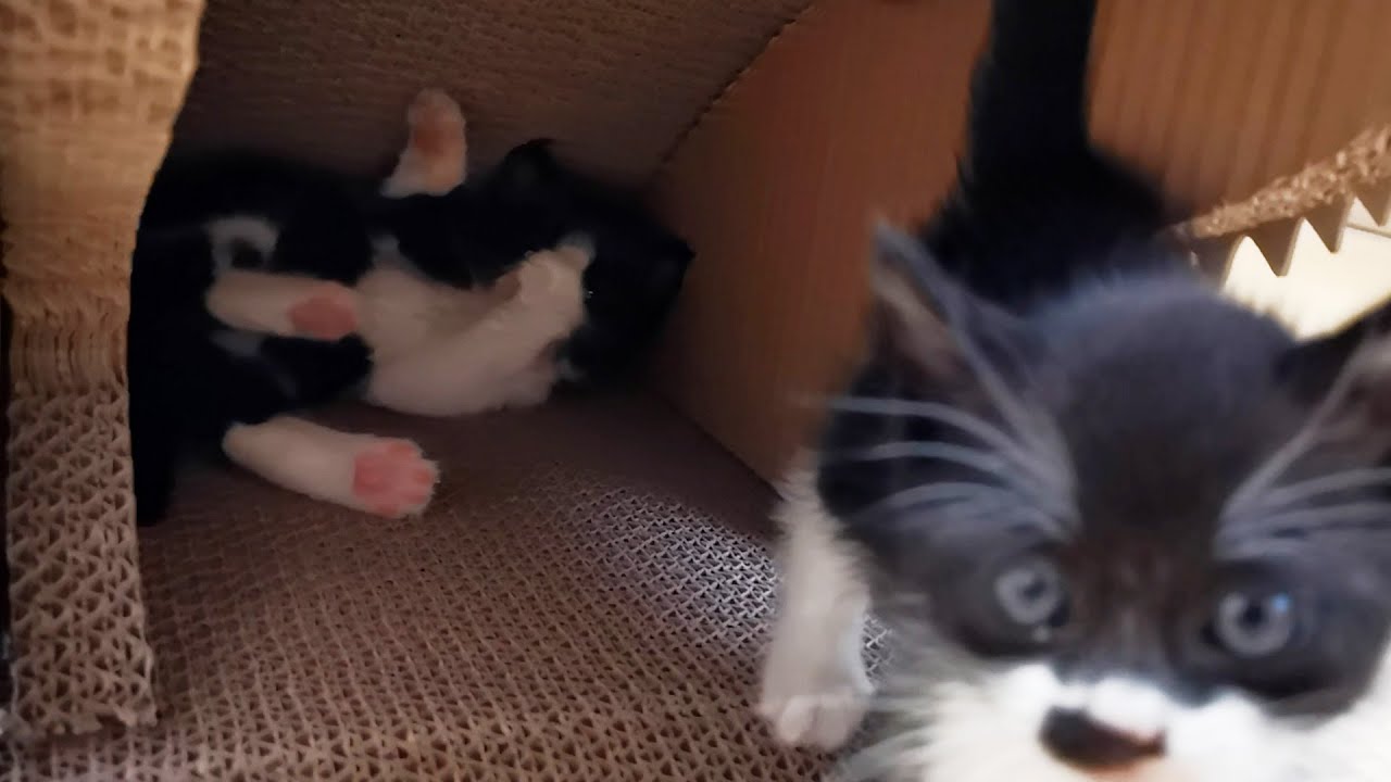 子猫達のよちよちプロレスが徐々に本格化してきた【道路のずぶ濡れ子猫保護3日目】