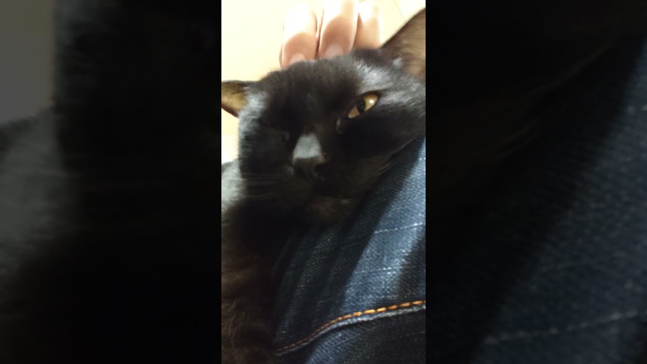 【猫】ウー君(次男)ちゃまちゃまタイム☆ 2023/11/14【ボンベイ】#shorts