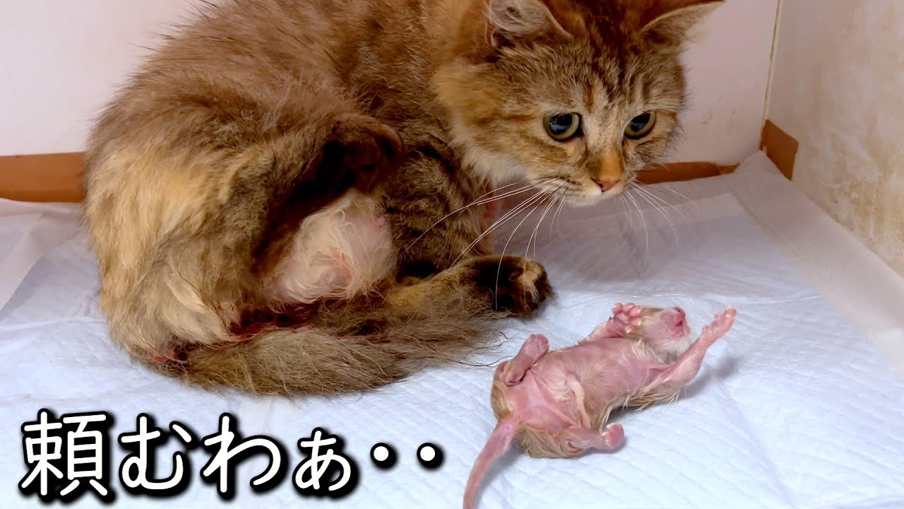【マンチカンの子猫】嬉しい出産♪でもママ猫の子育が少し不安になった件 ∼猫のいる生活Vol.844~ 出産動画 マンチカン短足・ミヌエット・ペルシャ猫専門ブリーダー『ペット蔵人』【子猫の成長記録】