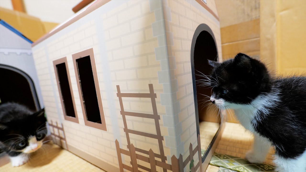 セリアのペット用ハウスで遊ぶ子猫たち【道路のずぶ濡れ子猫保護3日目】