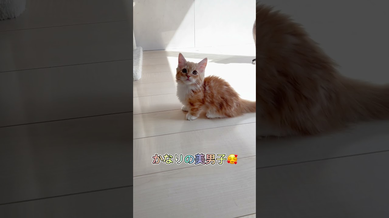 短足ミヌエット男の子🩷 【お問合せ詳細は説明欄に記載あります】 #スクーカム #ブリーダー直販 #マンチカン #ミヌエット #ラパーマ #子猫 #子猫販売 #猫 #猫のいる暮らし #猫動画