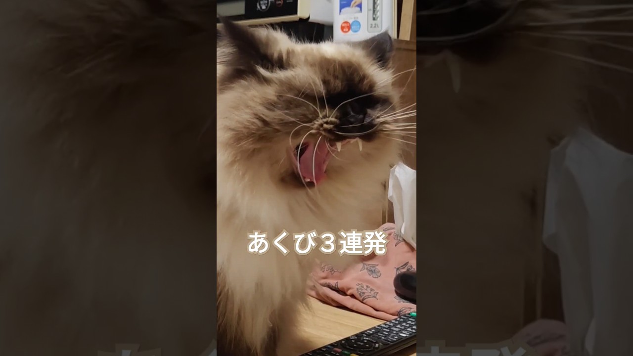 猫のあくび３連発 #cat #ヒマラヤン #ねこ