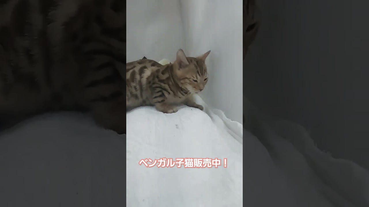 ベンガル子猫販売！！/ペットショップ/宮城県/仙台市