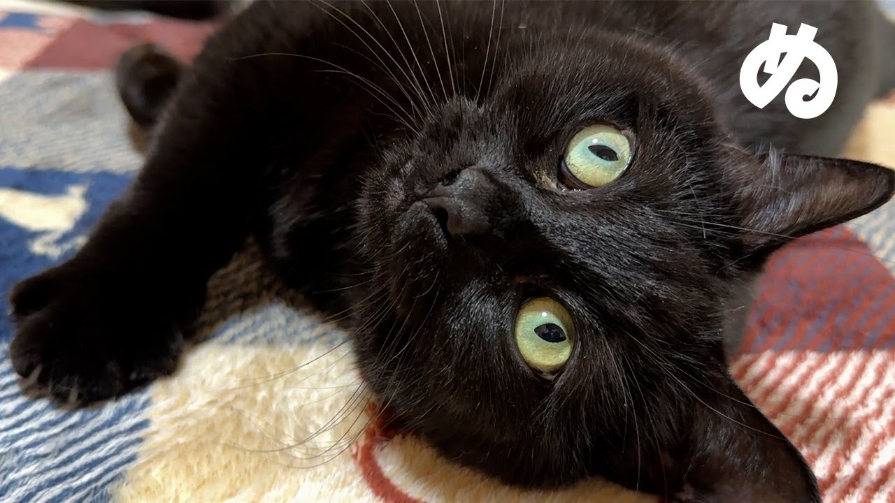 マンチカンだけど足が長くて黒い猫とめちゃくちゃイチャイチャします