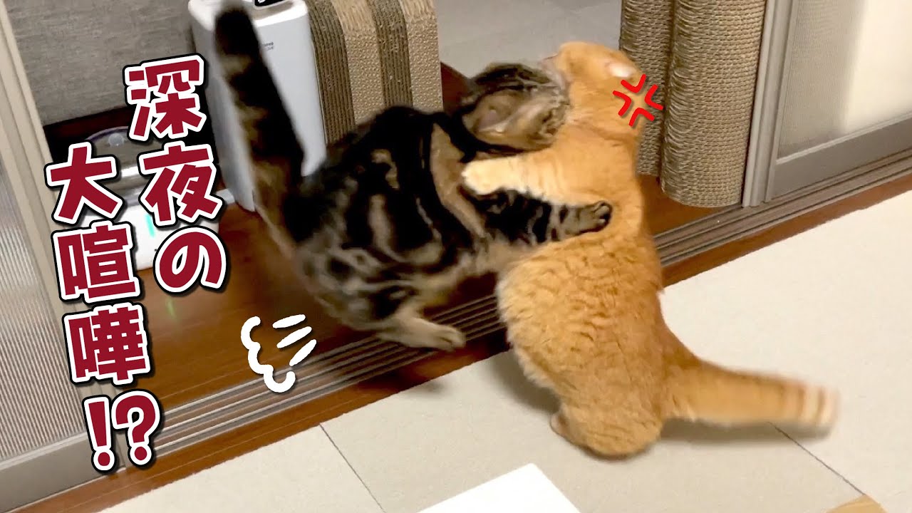 深夜に大喧嘩して不満が溜まった兄猫に八つ当たりされました…