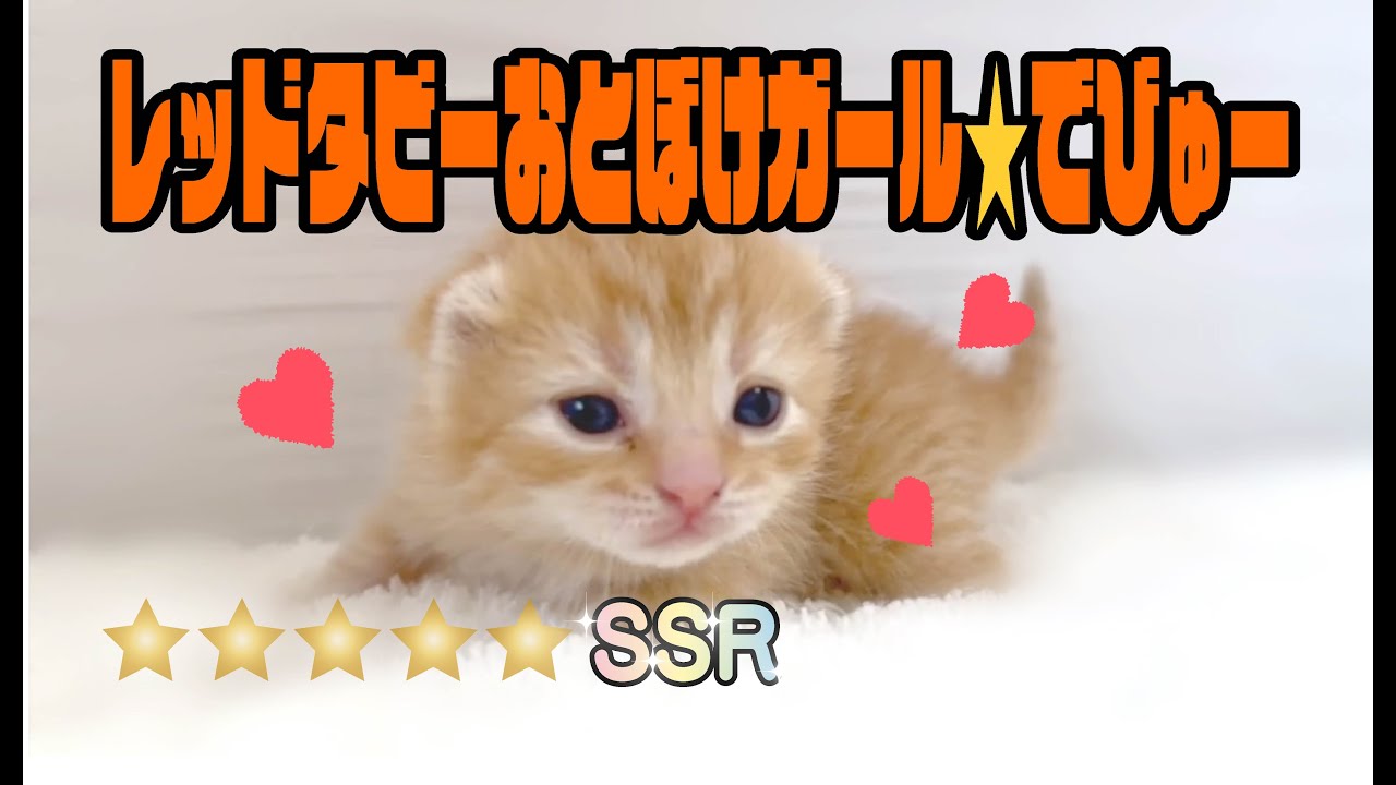【子猫紹介】スコティッシュ・フォールド #可愛い #猫 #子猫  #レッドタビー #女の子 #まるどら #激レア #もふもふ #愛知県 #名古屋 #刈谷 #豊田 #三河