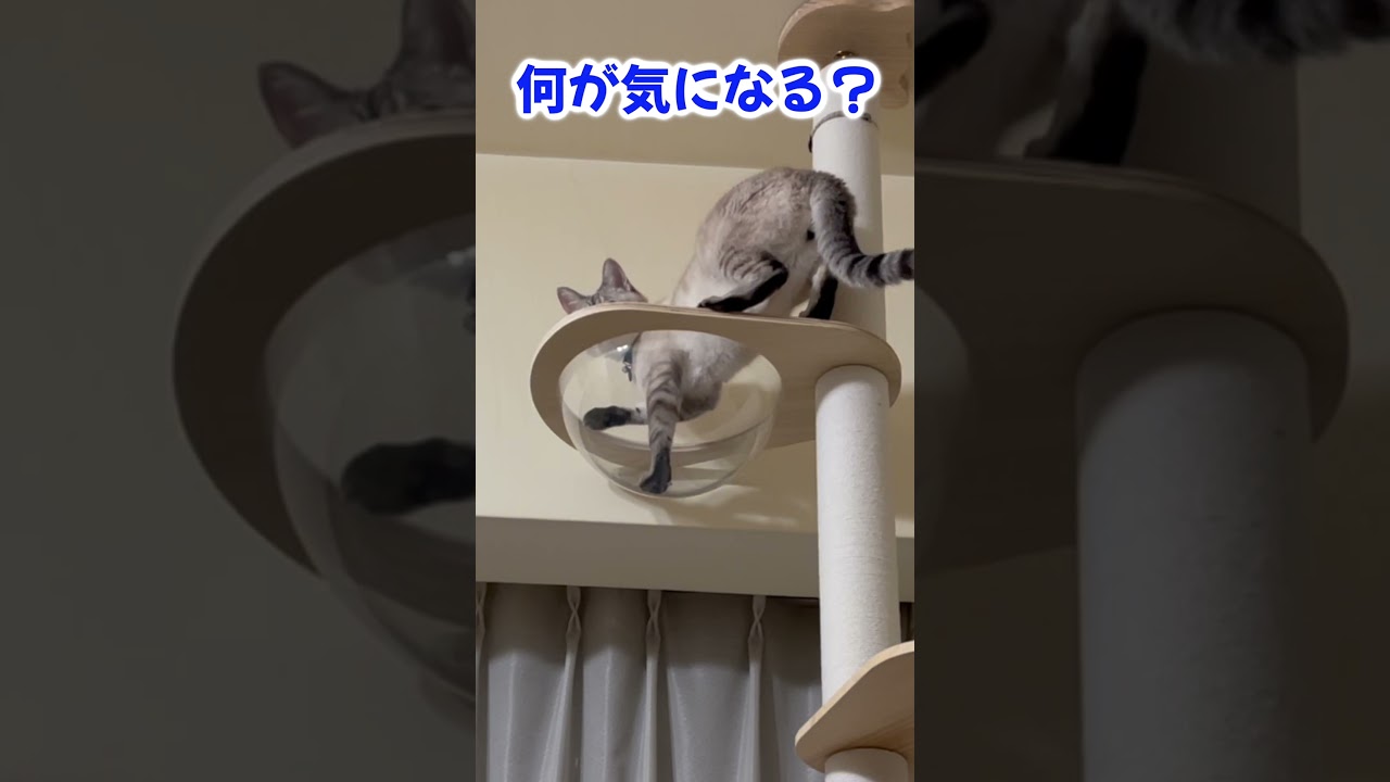 落ち着かない猫　＃shorts、 #cat 、#シャムmix 、#funny 、#保護猫、