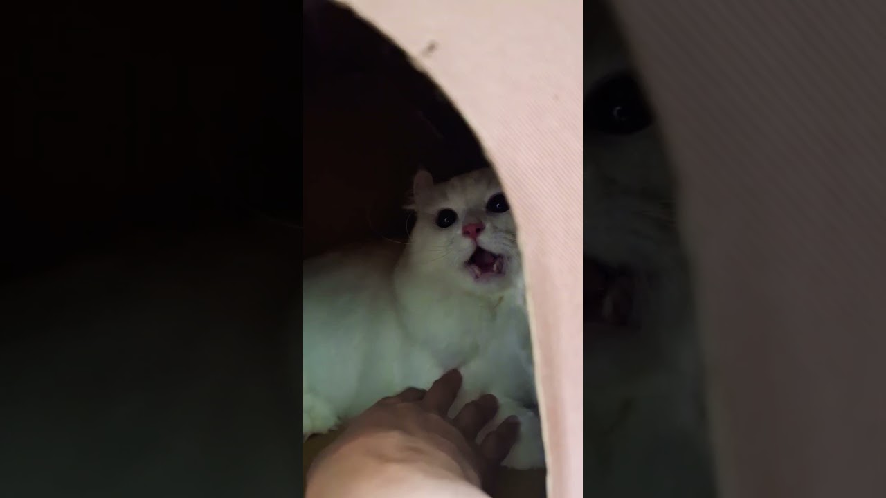 【オッドアイ幸せを呼ぶ猫】お口ぽっかーんなラビちゃん#猫#cat#白猫#キンカロー#shorts