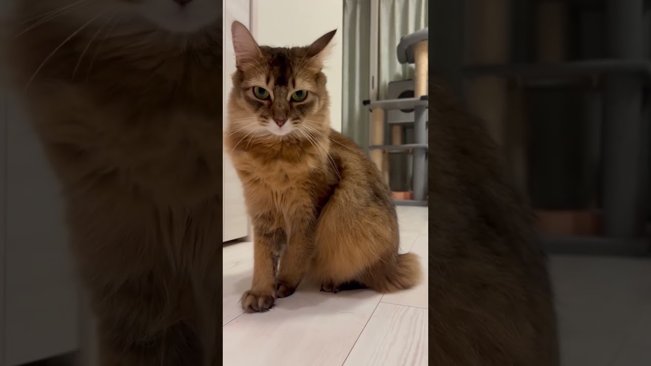 #ソマリ #いやしねこ #猫の多頭飼い